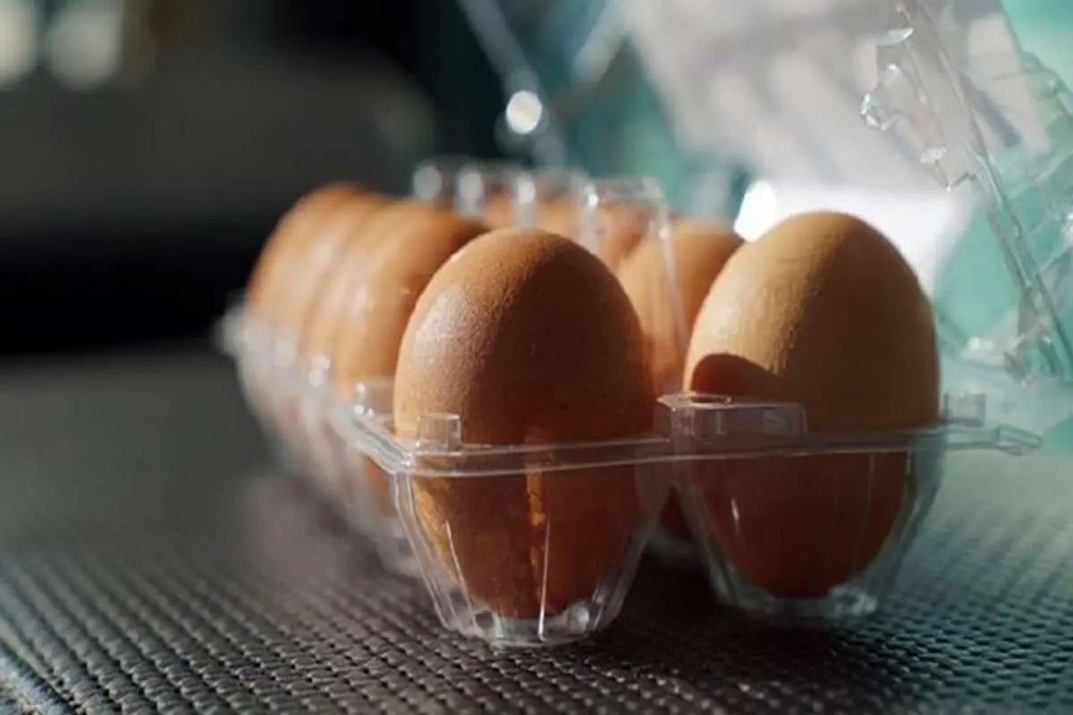 صادرات تخم مرغ ممنوع نیست