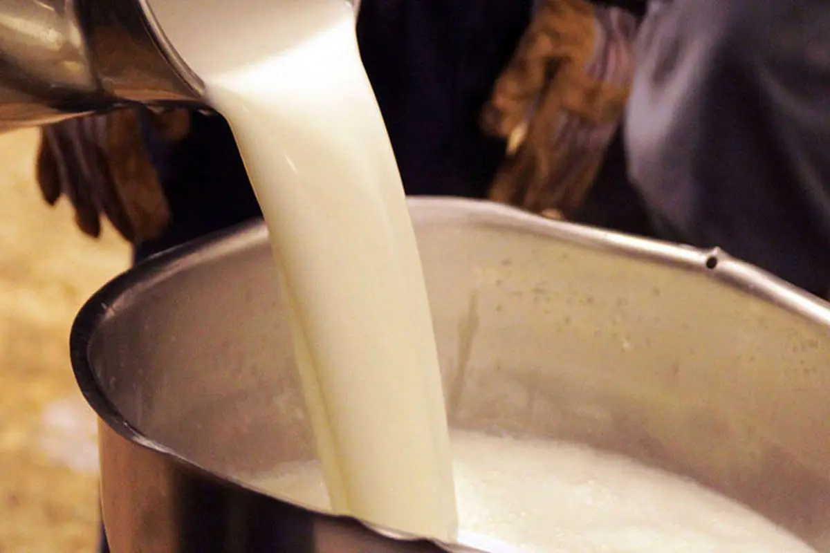 افزایش قیمت شیرخام هنوز ابلاغ نشده است