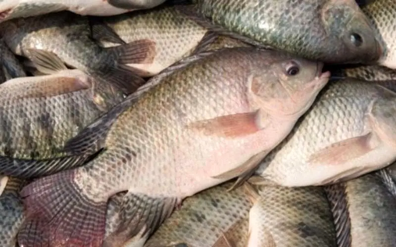 سرانه مصرف ماهی در ایران نصف شد