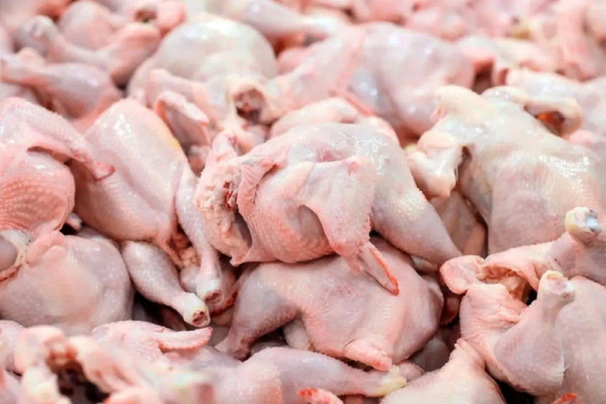 قیمت مرغ بیش از ۲۰۰۰۰ تومان تمام می‌شود