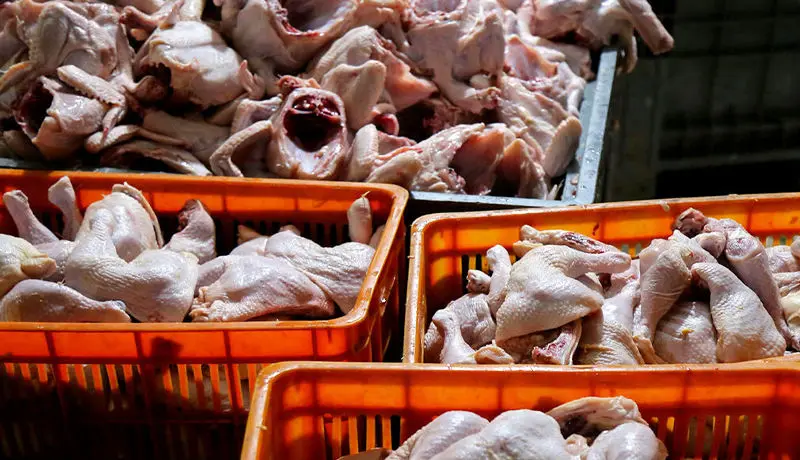 صدور دستور قضایی برای ترخیص فوری هزار تن مرغ