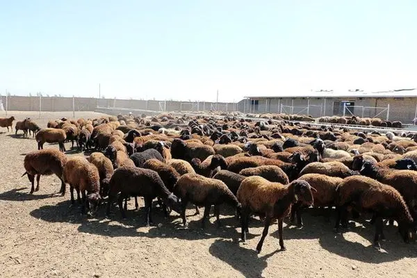 ۲۰ درصد دام‌ دامداران بر اثر گرسنگی مردند!/ سیب‌زمینی جایگزین خوراک دام شد