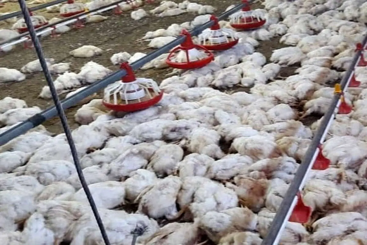 تلفات گسترده مرغ در مرغداری‌های ایران/ احتمال افزایش دوباره قیمت مرغ