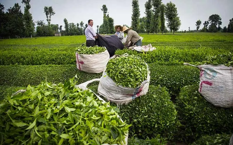 افزایش ۲۵ درصدی تولید چای در کشور /پرداخت ۸۰ درصد مطالبات چای‌کاران