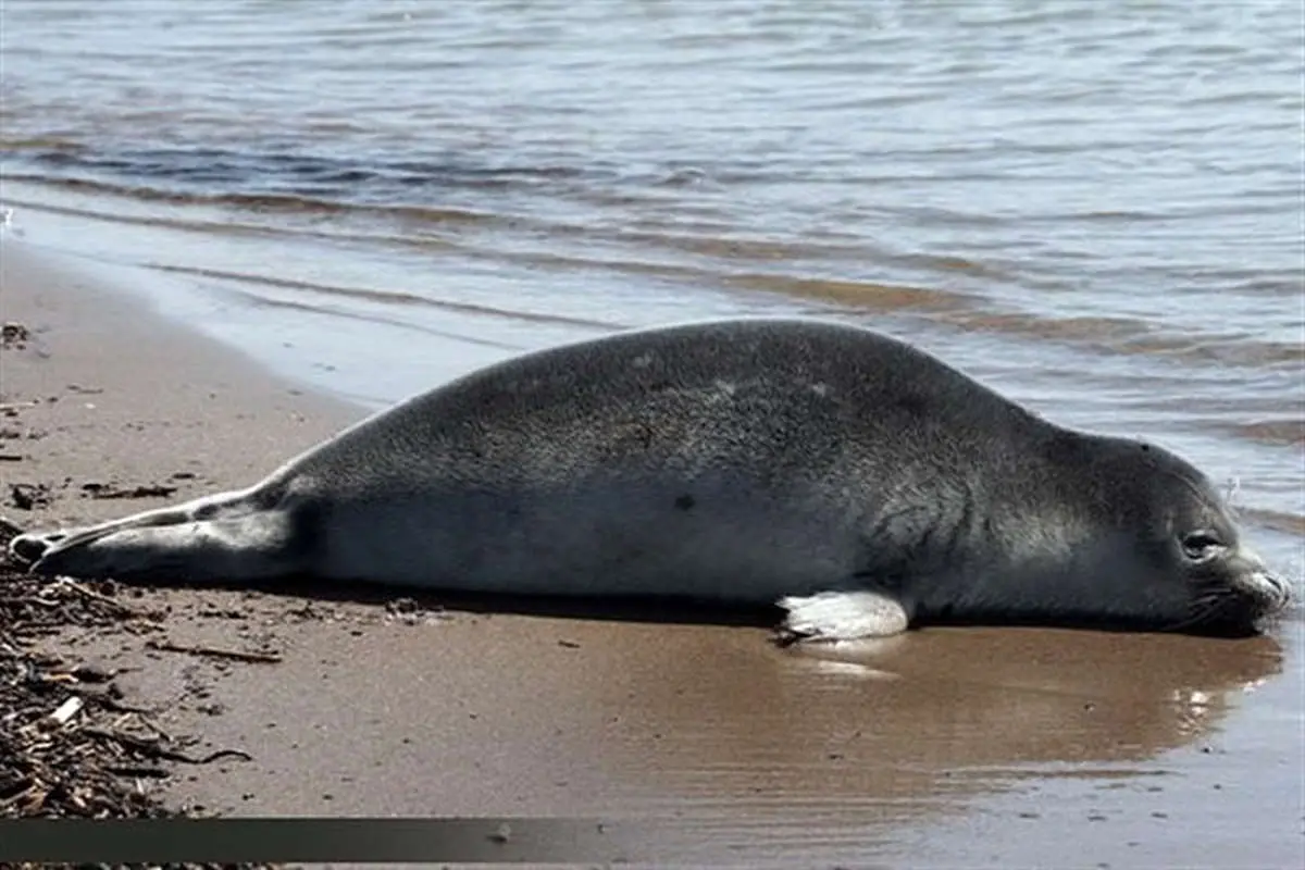 علت مرگ فک‌های خزری مشخص شد / انقراض گونه‌های کمیاب دریای خزر