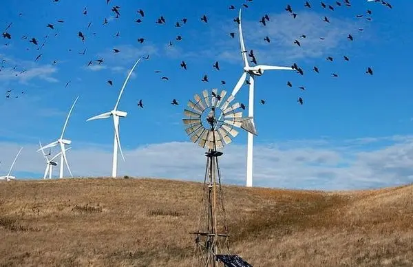 کدامیک قاتل پرندگان است، انرژی بادی یا صنعت نفت؟