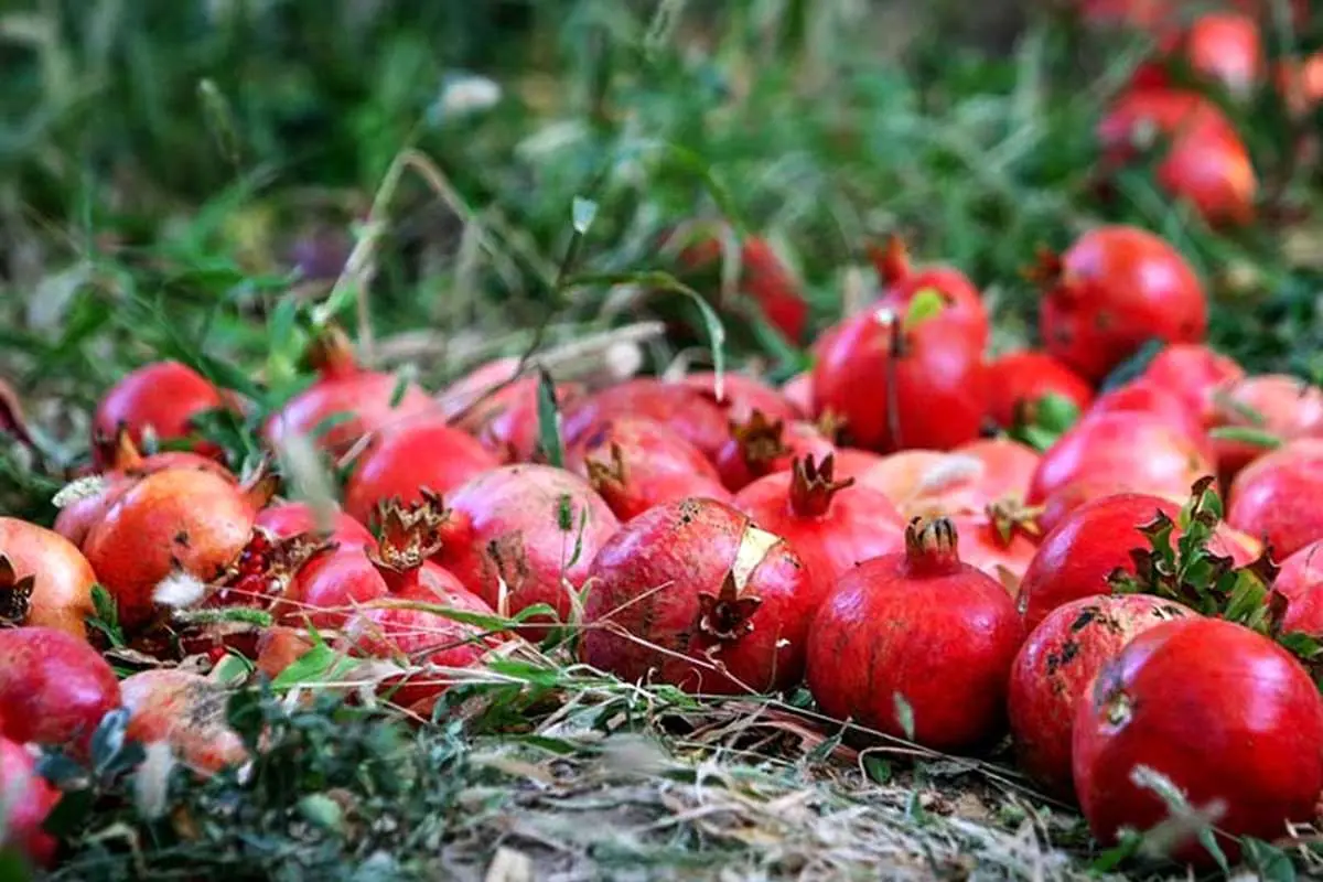 انار لوکس‌ترین میوه پاییز / قیمت انار از ۳۰ هزار تومان گذشت