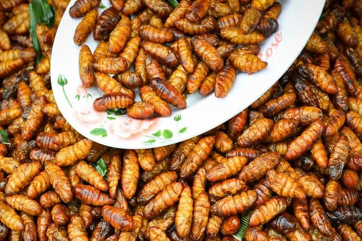 «خوراک حشره» در منوی رستوران‌ها/ ۱۰۰ میلیون تـُن مورچه روی زمین زندگی می‌کند!