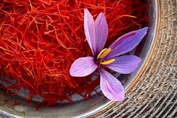 سالانه حدود ۷۰ تن زعفران در کشور مصرف می‌شود