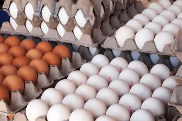 افزایش ۵ هزار تنی تولید تخم مرغ در آذرماه/ قیمت تخم مرغ اصلاح می‌شود
