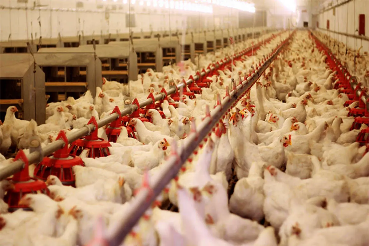 مرغ ارزان شد/ واردات مرغ منجمد از ترکیه و برزیل