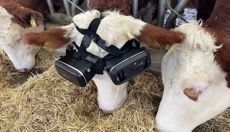 افزایش شیردهی گاوها با واقعیت مجازی/ دوربین‌های سه بعدی راهکار جدید دامداران