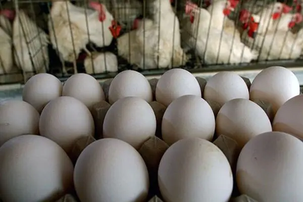 واردات تخم‌مرغ نطفه‌دار از اروپا / قیمت مرغ کاهش یافت