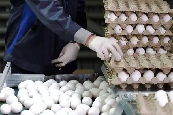نرخ مصوب هر کیلوگرم تخم مرغ ۵۶ هزار تومان است