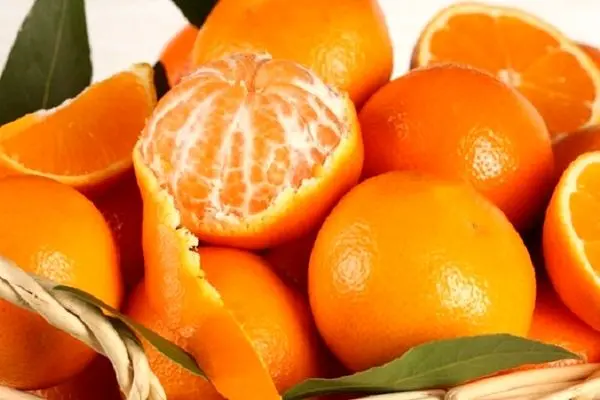 نارنگی گران شد / هر کیلو نارنگی ۴۰ هزار تومان