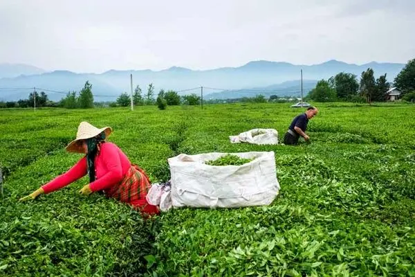 مردم توان خرید چای خارجی را ندارند / توقف صادرات چای به اروپا