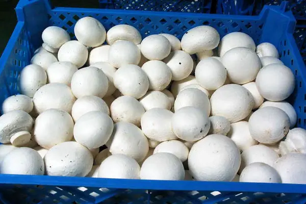 توزیع روزانه ۸۵۰ هزار تن قارچ در کشور/ قیمت قارچ در بازار چند؟