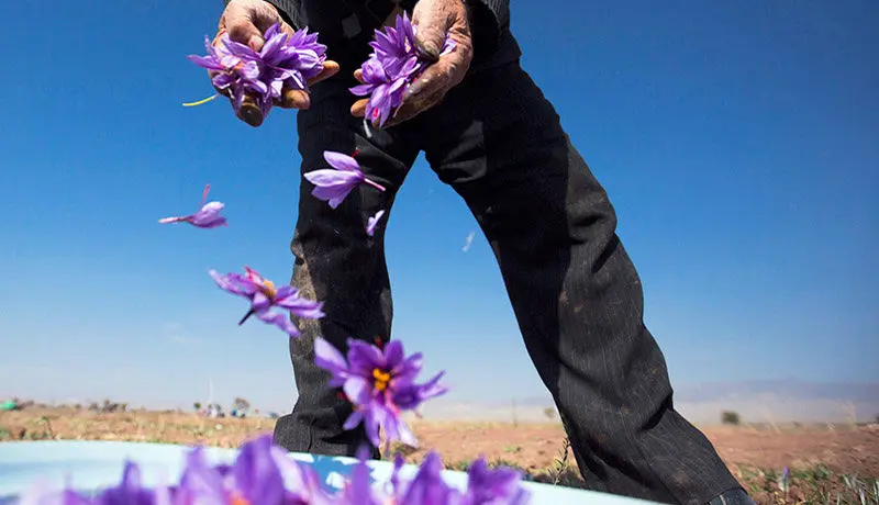 تولید زعفران ۶۰ درصد کاهش یافت! / بسته‌بندی زعفران با برندهای عربی واقعیت ندارد