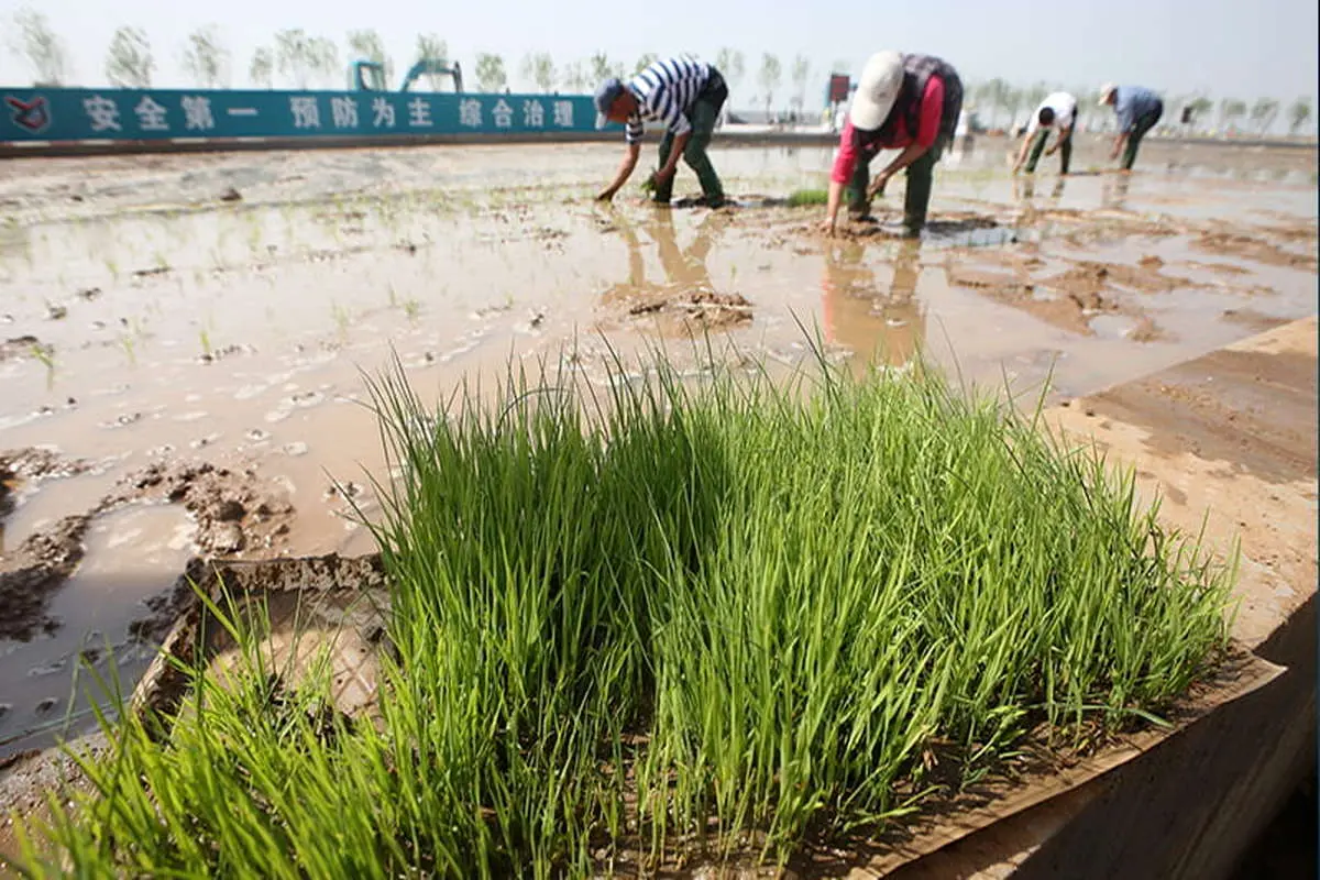 تولید برنج با آب دریا / ابتکار دانشمندان چینی برای تغذیه ۸۰ میلیون نفر