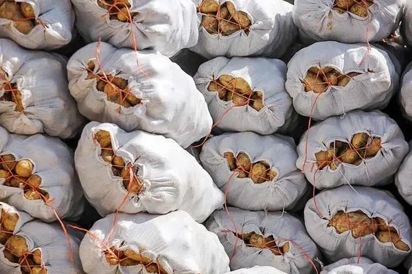 احتکار سیب‌زمینی‌ در مخفی‌گاه‌ها/ دولت برای سیب‌زمینی نرخ تعیین می‌کند