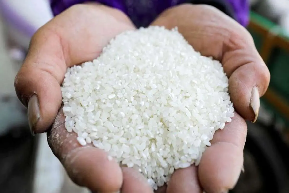 چین «برنج شکسته هندی» برای خوراک دام خرید!