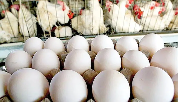 قیمت مرغ افزایش و قیمت تخم‌مرغ کاهش می‌یابد