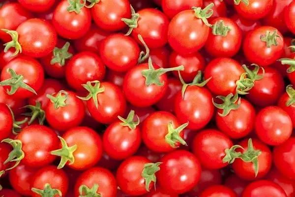 قیمت گوجه فرنگی کاهش می‌یابد