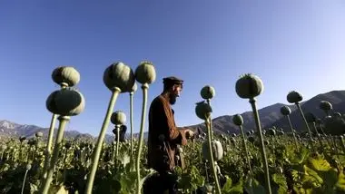 تاثیر ممنوعیت کشت خشخاش در افغانستان بر بازارهای ایران