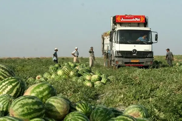 رکورد قیمت هندوانه و گوجه شکست