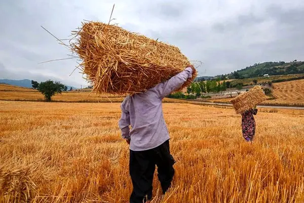 خرید بیش از ۸۵۰ هزار تن گندم از کشاورزان