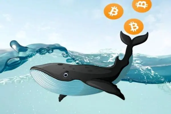 نهنگ‌های بیت‌کوین بیدار شدند/ عرضه در حال افزایش است؟