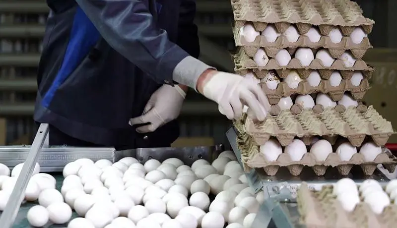 کاهش قیمت تخم‌مرغ به ۲۵ هزار تومان