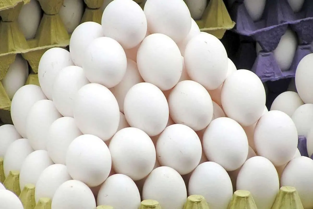 ۱۰۰ هزار تن تخم‌مرغ صادر شد