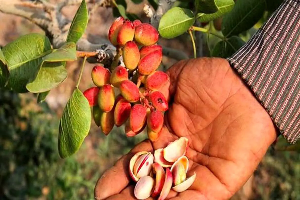 ایرادات وارده به پسته ایرانی، ایرادات خاصی نبودند 