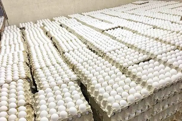 عرضه تخم مرغ در بازار کمتر از نرخ مصوب/ پایداری تولید در خطر است