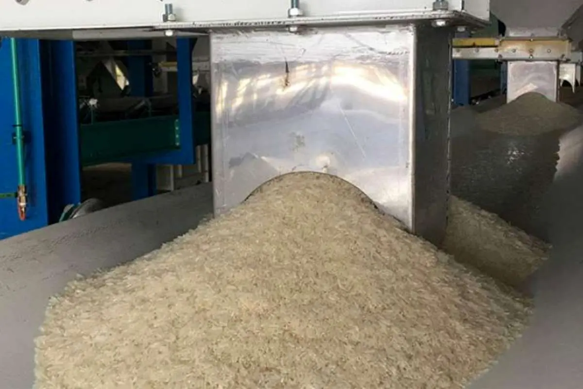 آغاز خرید توافقی برنج شمال با قیمت ۷۵۰ ‌هزار ریال