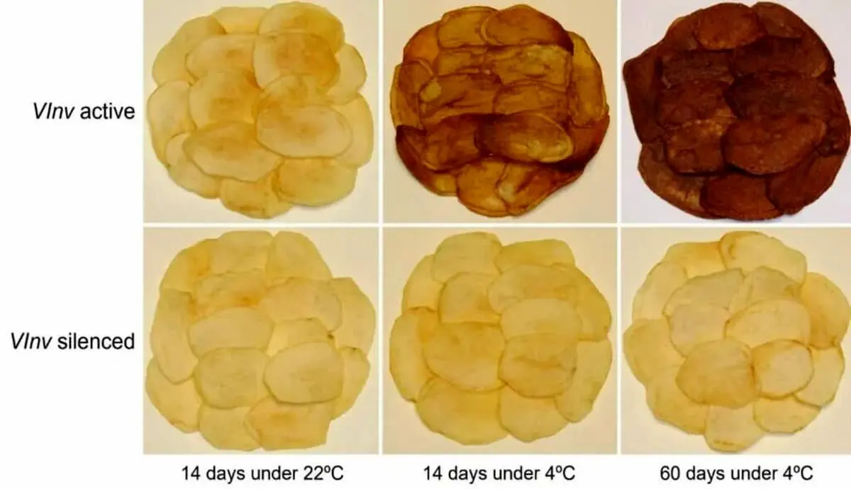 تولید چیپس غیرسرطان‌زا با دستکاری ژنتیکی سیب‌زمینی