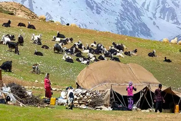 سهم ۲۵ درصدی عشایر از تولید گوشت قرمز کشور 