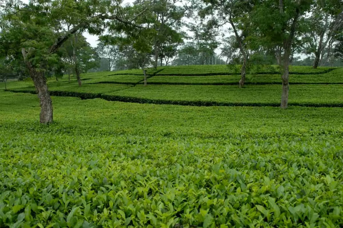 نرخ خرید تضمینی برگ سبز چای اعلام شد