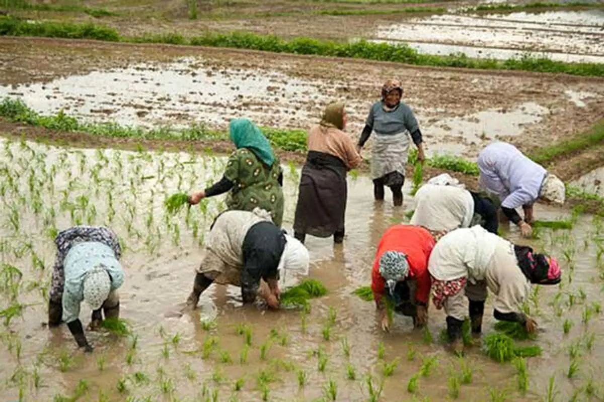 کاهش نیم میلیونی جمعیت زنان شاغل در بخش کشاورزی