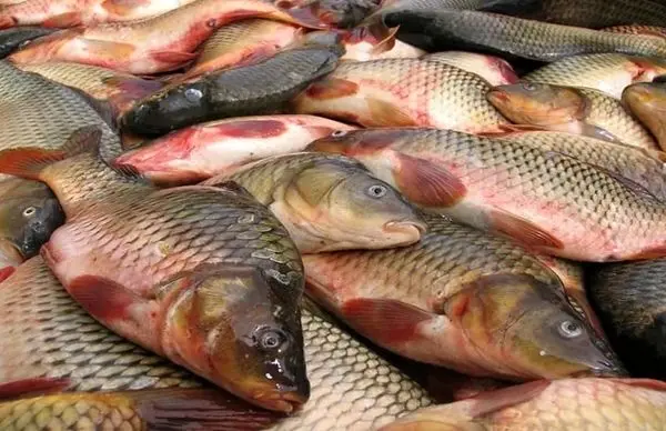 تولید ماهی تیلاپیا آزاد شد