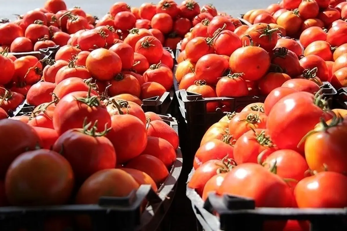 رئیس اتحادیه بارفروشان: روزانه ۵۰۰ تن گوجه فرنگی در راستای تعدیل قیمت باید از سطح بازار جمع‌آوری شود