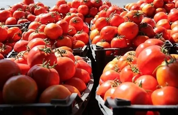 افزایش عرضه گوجه فرنگی در بازار تا اواسط آذر/ گوجه ارزان می‌شود