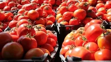 افزایش عرضه گوجه فرنگی در بازار تا اواسط آذر/ گوجه ارزان می‌شود