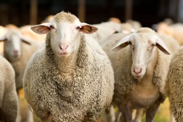 قیمت گوسفند زنده امروز 13 خرداد 1403