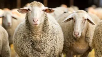 قیمت گوسفند زنده امروز 13 خرداد 1403