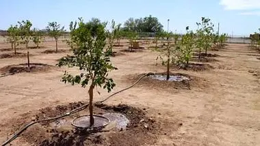 کاشت یک میلیارد درخت همچنان در انتظار تخصیص اعتبار!