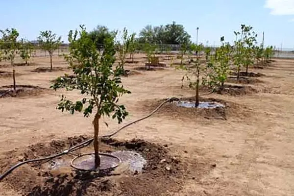 قطع ۳۰ درخت در الیمالات تایید شد
