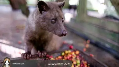 گران‌ترین قهوه جهان: قهوه کپی لواک (Kopi Luwak)