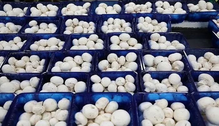 صادرات قارچ به ۷ هزار تن رسید